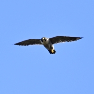 Falco peregrinus at Woodstock Nature Reserve - 27 Mar 2024