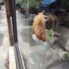 Euproctis baliolalis (Browntail Gum Moth) at Greenleigh, NSW - 27 Mar 2024 by LyndalT