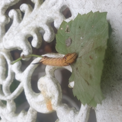 Theretra latreillii (Pale Brown Hawk Moth) at Berry, NSW - 27 Mar 2024 by Megan123