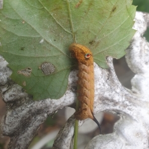 Theretra latreillii at Berry, NSW - 27 Mar 2024 09:31 AM