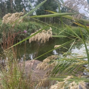 Phragmites australis at Rylstone, NSW - 23 Mar 2024