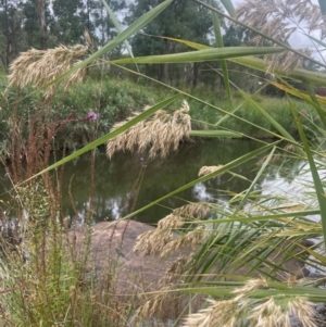Phragmites australis (Common Reed) at Rylstone, NSW by JaneR