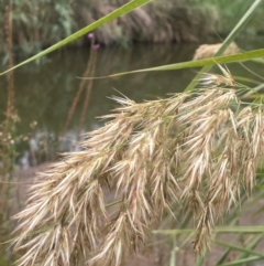 Phragmites australis at Rylstone, NSW - 23 Mar 2024