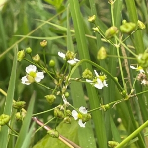 Alisma plantago-aquatica at Rylstone, NSW - 23 Mar 2024 04:52 PM