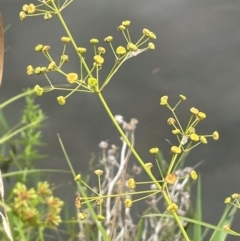 Alisma plantago-aquatica at Rylstone, NSW - 23 Mar 2024 04:52 PM