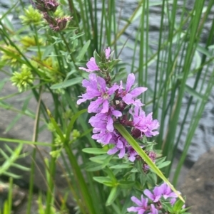 Lythrum salicaria (Purple Loosestrife) at Rylstone, NSW by JaneR