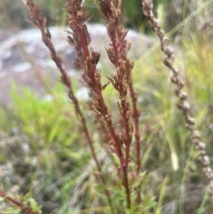 Lythrum salicaria at Rylstone, NSW - 23 Mar 2024