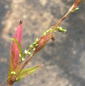 Persicaria hydropiper at Rylstone, NSW - 23 Mar 2024