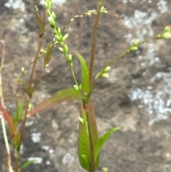 Persicaria hydropiper at Rylstone, NSW - 23 Mar 2024