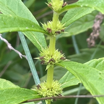 Lycopus australis (Native Gipsywort, Australian Gipsywort) at Rylstone, NSW - 23 Mar 2024 by JaneR