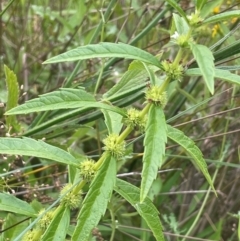 Lycopus australis at Rylstone, NSW - 23 Mar 2024