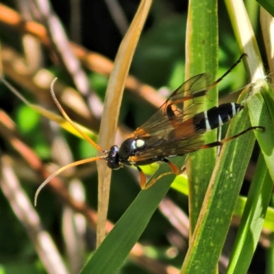 Ichneumonoidea (Superfamily) (A species of parasitic wasp) at Lyneham Wetland - 27 Mar 2024 by trevorpreston