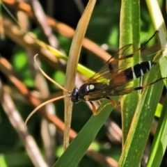 Ichneumonoidea (Superfamily) at Sullivans Creek, Lyneham South - 27 Mar 2024