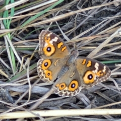 Junonia villida (Meadow Argus) at Lyneham Wetland - 27 Mar 2024 by trevorpreston