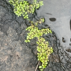 Elatine gratioloides (Waterwort) at Rylstone, NSW - 23 Mar 2024 by JaneR