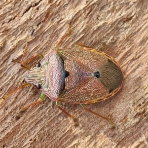 Unidentified Shield, Stink or Jewel Bug (Pentatomoidea) at suppressed by trevorpreston