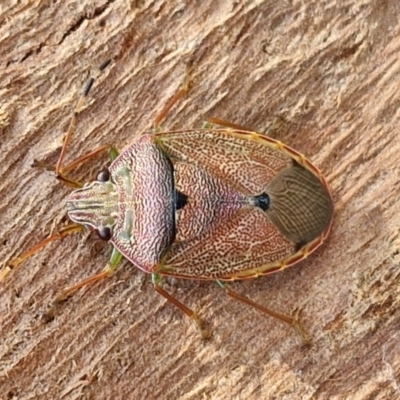 Amphaces sp. (genus) (Shield bug) at Lyneham, ACT - 27 Mar 2024 by trevorpreston