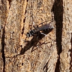 Unidentified Wasp (Hymenoptera, Apocrita) at Lyneham Wetland - 27 Mar 2024 by trevorpreston