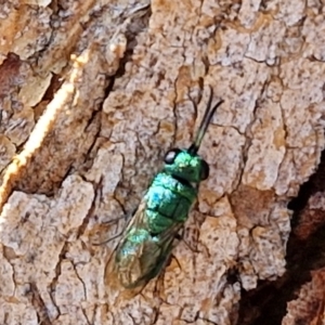 Chrysididae (family) at suppressed by trevorpreston