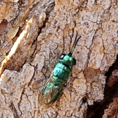 Chrysididae (family) at City Renewal Authority Area - 27 Mar 2024 by trevorpreston