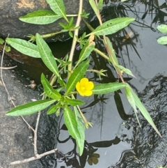 Ludwigia peploides subsp. montevidensis (Water Primrose) at Rylstone, NSW - 23 Mar 2024 by JaneR