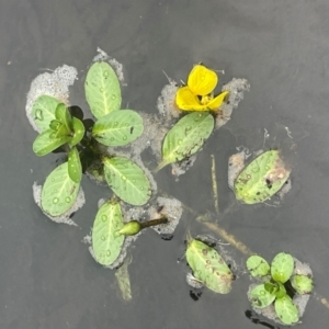 Ludwigia peploides subsp. montevidensis at Rylstone, NSW - 23 Mar 2024