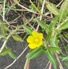 Ludwigia peploides subsp. montevidensis at Rylstone, NSW - 23 Mar 2024