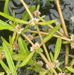 Alternanthera denticulata (Lesser Joyweed) at Rylstone, NSW - 23 Mar 2024 by JaneR