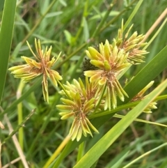 Cyperus eragrostis (Umbrella Sedge) at Rylstone, NSW - 23 Mar 2024 by JaneR