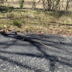 Varanus rosenbergi (Heath or Rosenberg's Monitor) at Rendezvous Creek, ACT - 26 Mar 2024 by AdamHenderson