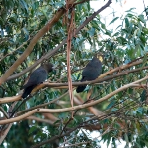 Calyptorhynchus lathami lathami at Broulee, NSW - 26 Mar 2024