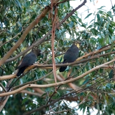 Calyptorhynchus lathami (Glossy Black-Cockatoo) at Broulee, NSW - 26 Mar 2024 by Gee