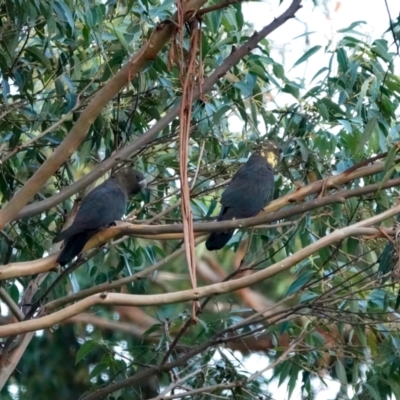 Calyptorhynchus lathami lathami (Glossy Black-Cockatoo) at Broulee Moruya Nature Observation Area - 26 Mar 2024 by Gee