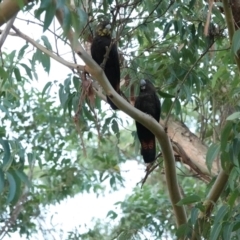 Calyptorhynchus lathami (Glossy Black-Cockatoo) at Broulee Moruya Nature Observation Area - 26 Mar 2024 by Gee