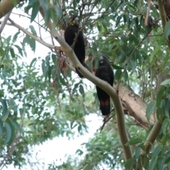 Calyptorhynchus lathami lathami (Glossy Black-Cockatoo) at Broulee Moruya Nature Observation Area - 26 Mar 2024 by Gee