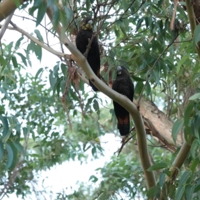 Calyptorhynchus lathami (Glossy Black-Cockatoo) at Broulee, NSW - 26 Mar 2024 by Gee