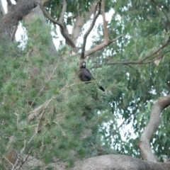 Calyptorhynchus lathami (Glossy Black-Cockatoo) at Broulee, NSW - 26 Mar 2024 by Gee