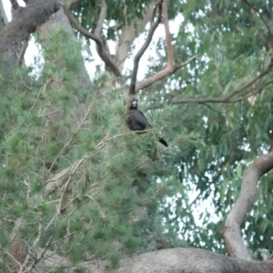 Calyptorhynchus lathami lathami at Broulee, NSW - 26 Mar 2024