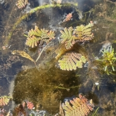 Azolla pinnata (Ferny Azolla) at Kelgoola, NSW - 24 Mar 2024 by JaneR