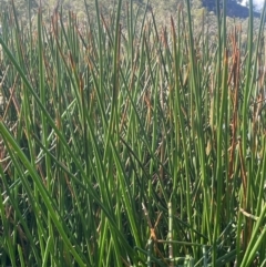 Eleocharis sphacelata (Tall Spike-rush) at Kelgoola, NSW - 24 Mar 2024 by JaneR