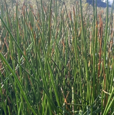 Eleocharis sphacelata (Tall Spike-rush) at Kelgoola, NSW - 24 Mar 2024 by JaneR