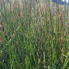 Eleocharis sphacelata (Tall Spike-rush) at Wollemi National Park - 24 Mar 2024 by JaneR