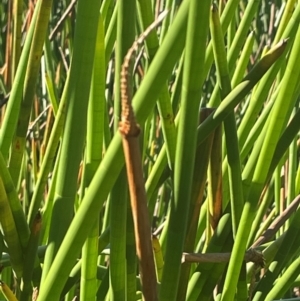 Eleocharis sphacelata at Wollemi National Park - 24 Mar 2024 04:56 PM