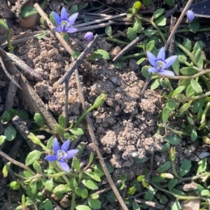 Isotoma fluviatilis subsp. australis at Wollemi National Park - 24 Mar 2024