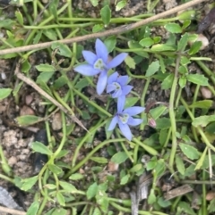 Isotoma fluviatilis subsp. australis at Wollemi National Park - 24 Mar 2024