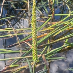 Cycnogeton multifructum (Water Ribbons) at Wollemi National Park - 24 Mar 2024 by JaneR