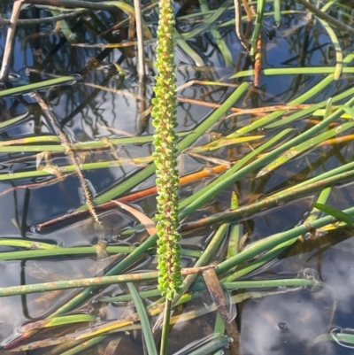 Cycnogeton multifructum (Water Ribbons) at Kelgoola, NSW - 24 Mar 2024 by JaneR