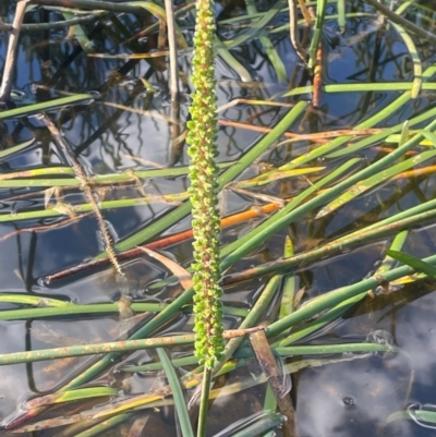 Cycnogeton multifructum (Water Ribbons) at Wollemi National Park - 24 Mar 2024 by JaneR
