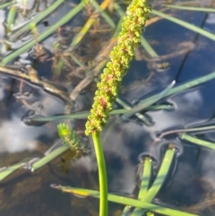 Cycnogeton multifructum at Wollemi National Park - 24 Mar 2024