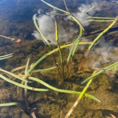 Cycnogeton multifructum at Wollemi National Park - 24 Mar 2024